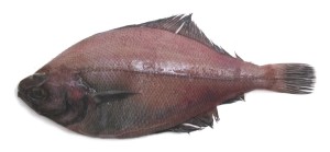 fish-sanddab